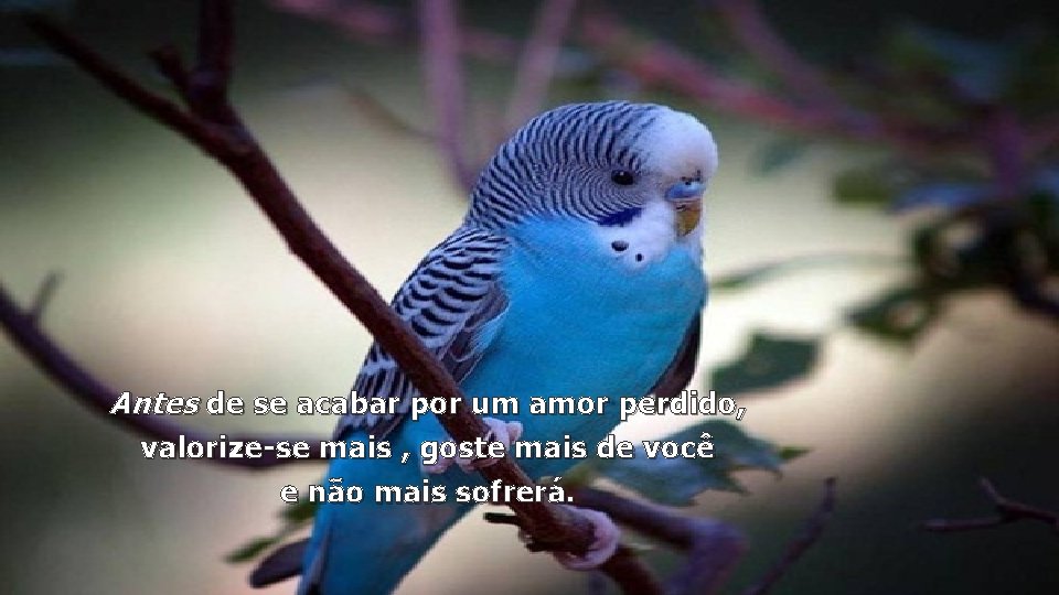 Antes de se acabar por um amor perdido, valorize-se mais , goste mais de