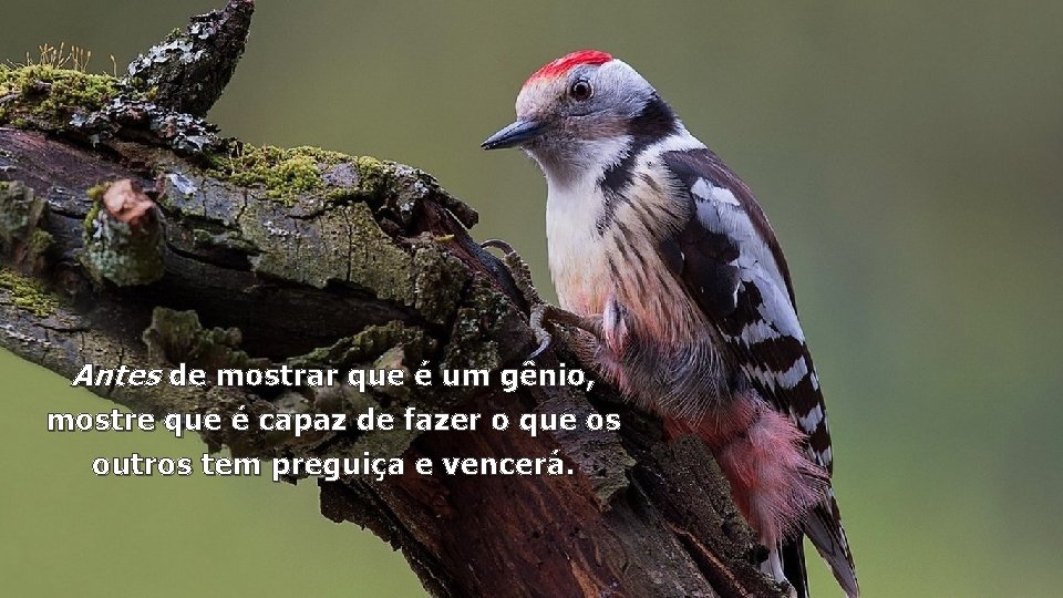 Antes de mostrar que é um gênio, mostre que é capaz de fazer o