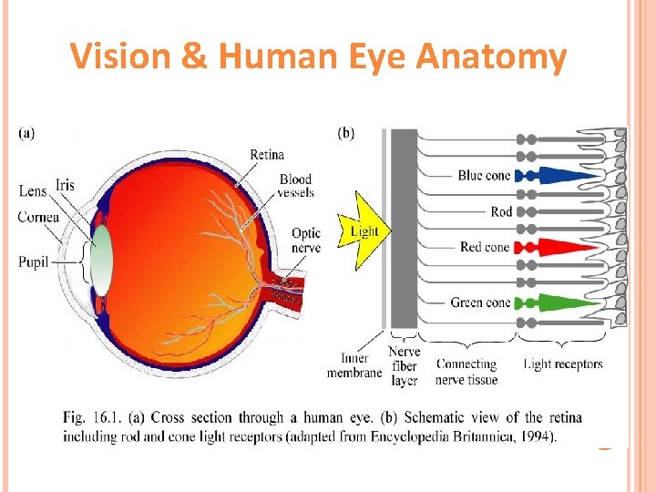 Vision & Human Eye Anatomy 