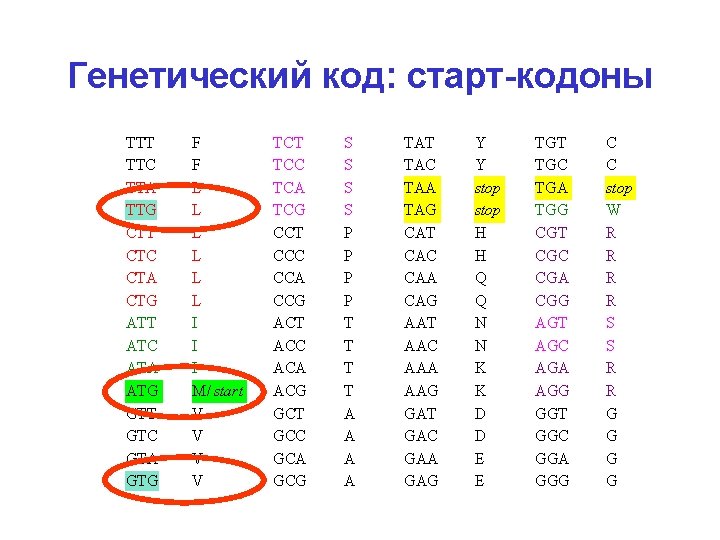 Генетический код: старт-кодоны TTT TTC TTA TTG CTT CTC CTA CTG ATT ATC ATA