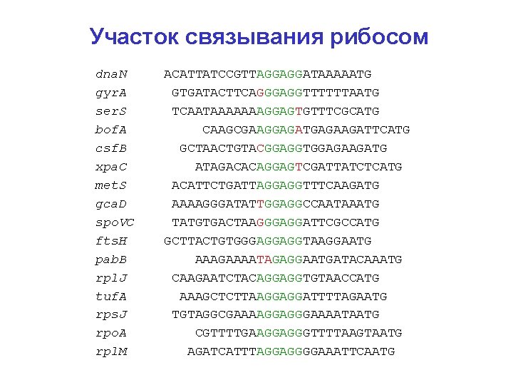 Участок связывания рибосом dna. N ACATTATCCGTTAGGAGGATAAAAATG gyr. A GTGATACTTCAGGGAGGTTTTTTAATG ser. S TCAATAAAAAAAGGAGTGTTTCGCATG bof. A