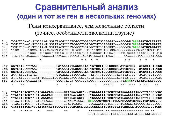 Сравнительный анализ (один и тот же ген в нескольких геномах) Гены консервативнее, чем межгенные