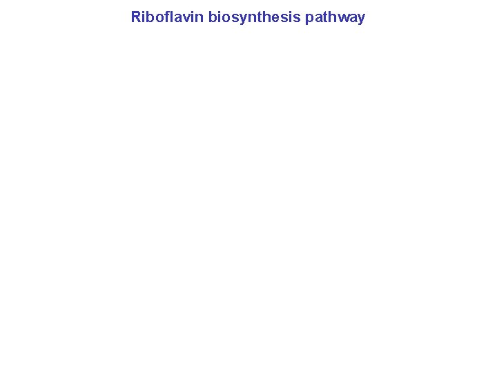 Riboflavin biosynthesis pathway 