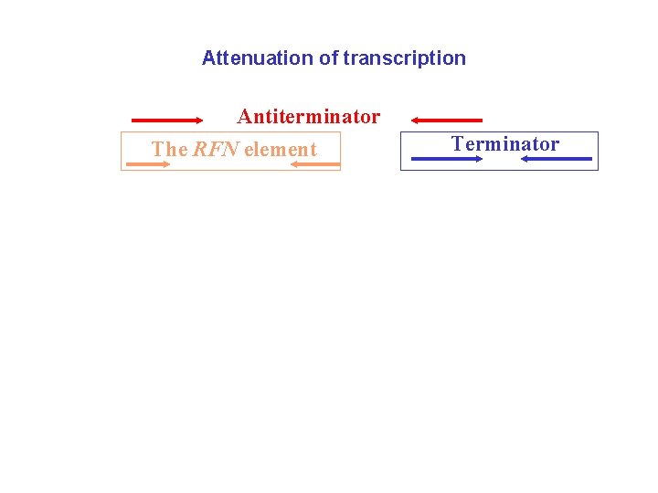 Attenuation of transcription Antiterminator The RFN element Antiterminator Terminator 