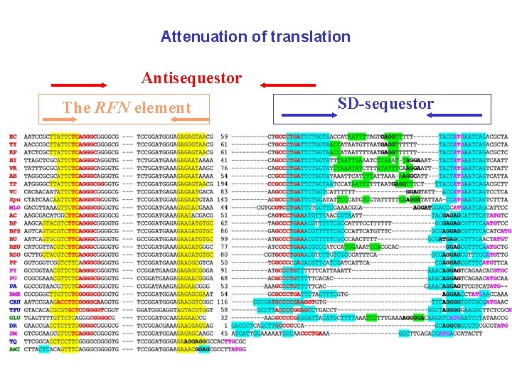 Attenuation of translation Antisequestor The RFN element SD-sequestor 