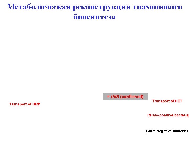 Метаболическая реконструкция тиаминового биосинтеза = thi. N (confirmed) Transport of HMP Transport of HET