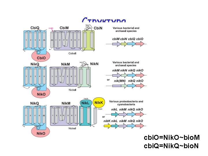 Структура cbi. O=Nik. O~bio. M cbi. Q=Nik. Q~bio. N 