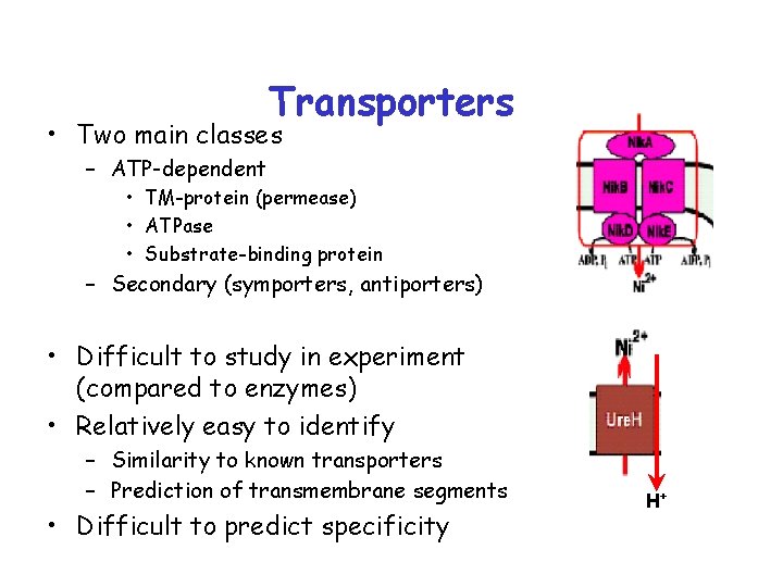 Transporters • Two main classes – ATP-dependent • TM-protein (permease) • ATPase • Substrate-binding
