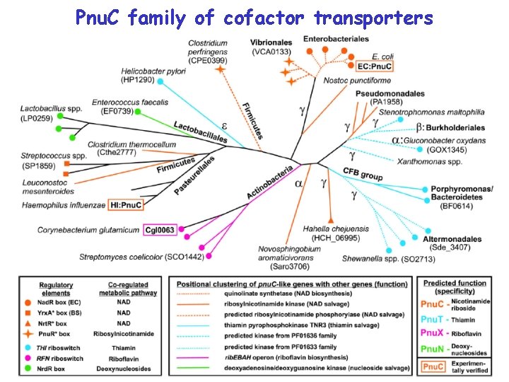 Pnu. C family of cofactor transporters 