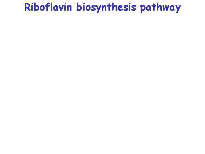 Riboflavin biosynthesis pathway 