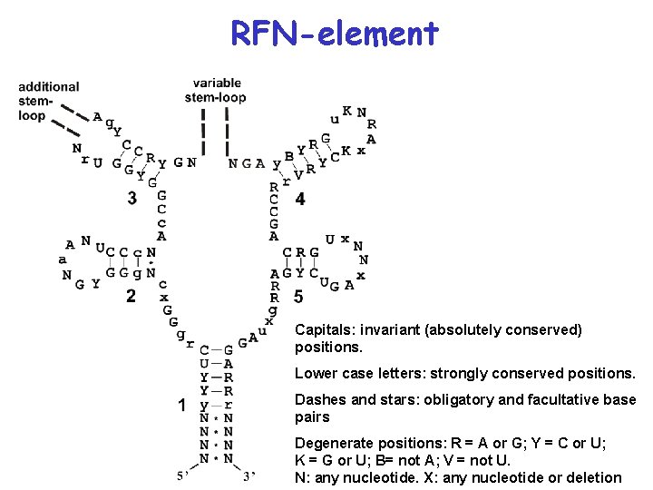 RFN-element Capitals: invariant (absolutely conserved) positions. Lower case letters: strongly conserved positions. Dashes and