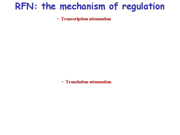 RFN: the mechanism of regulation • Transcription attenuation • Translation attenuation 