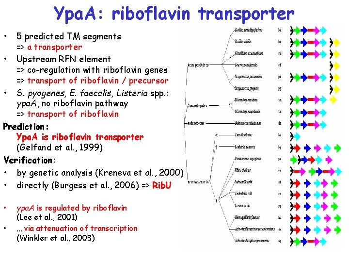 Ypa. A: riboflavin transporter • 5 predicted TM segments => a transporter • Upstream