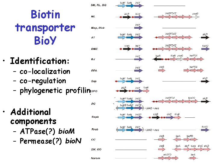 Biotin transporter Bio. Y • Identification: – co-localization – co-regulation – phylogenetic profiling •
