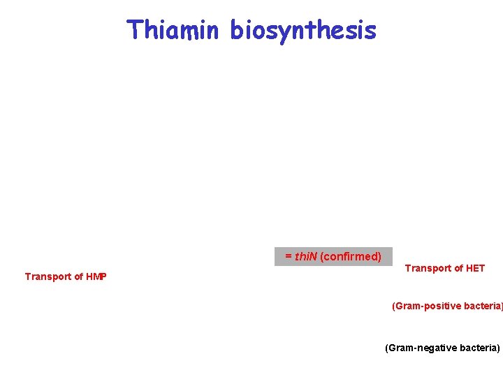 Thiamin biosynthesis = thi. N (confirmed) Transport of HMP Transport of HET (Gram-positive bacteria)