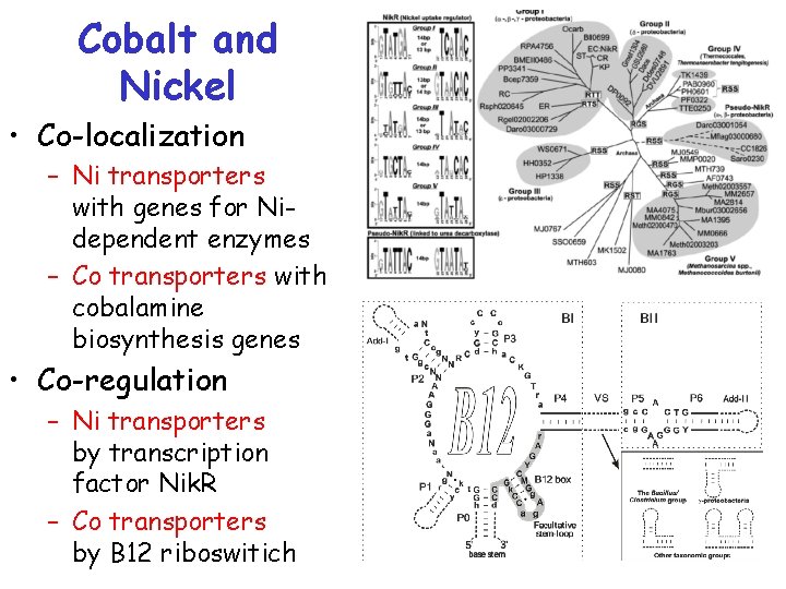 Cobalt and Nickel • Co-localization – Ni transporters with genes for Nidependent enzymes –