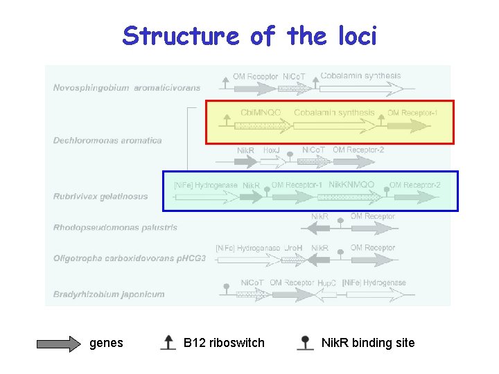 Structure of the loci genes B 12 riboswitch Nik. R binding site 