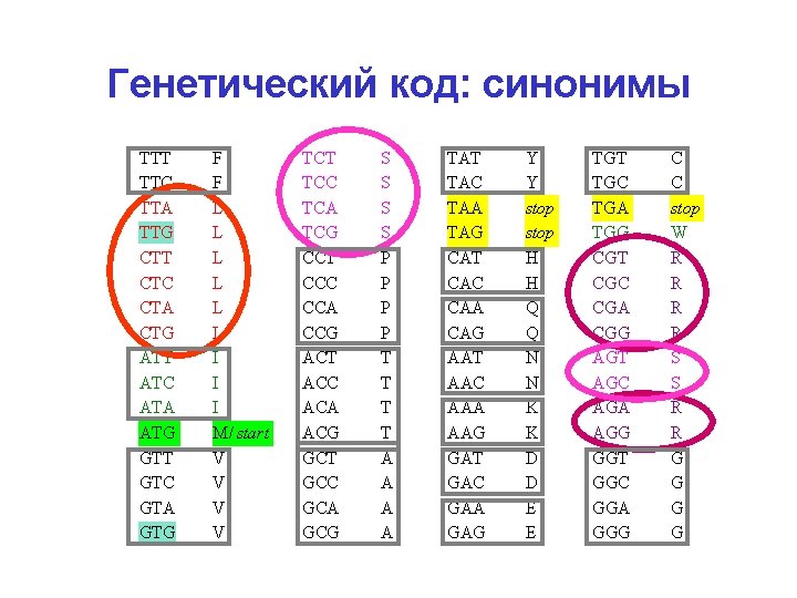 Генетический код: синонимы TTT TTC TTA TTG CTT CTC CTA CTG ATT ATC ATA