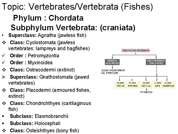 Topic: Vertebrates/Vertebrata (Fishes) Phylum : Chordata Subphylum Vertebrata: (craniata) • Superclass: Agnatha (jawless fish)