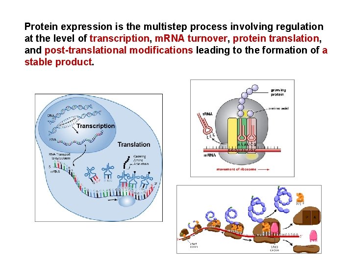 Protein expression is the multistep process involving regulation at the level of transcription, m.