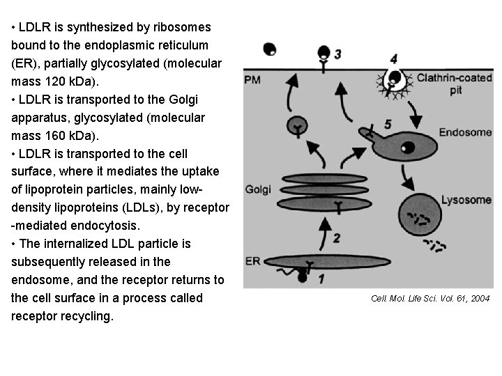 • LDLR is synthesized by ribosomes bound to the endoplasmic reticulum (ER), partially