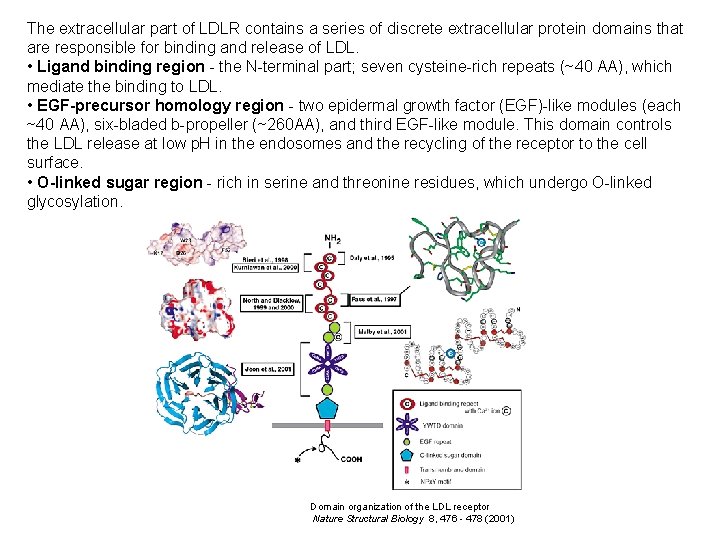 The extracellular part of LDLR contains a series of discrete extracellular protein domains that