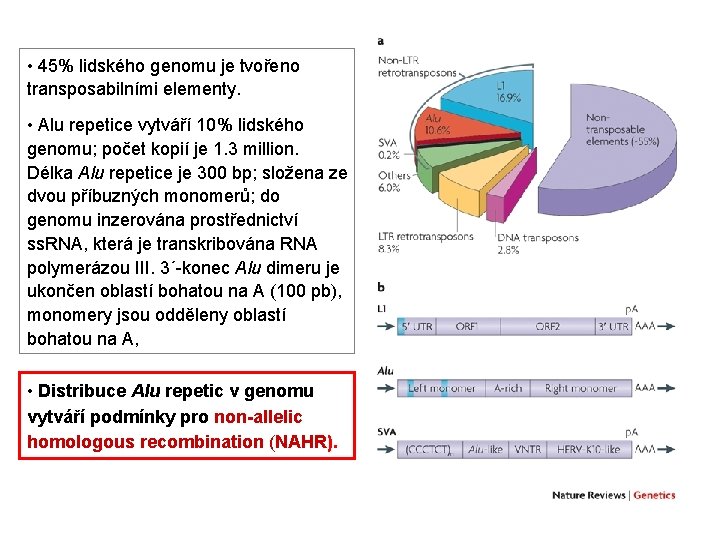  • 45% lidského genomu je tvořeno transposabilními elementy. • Alu repetice vytváří 10%