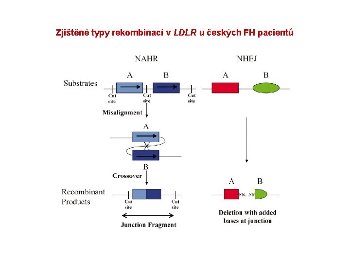 Zjištěné typy rekombinací v LDLR u českých FH pacientů 