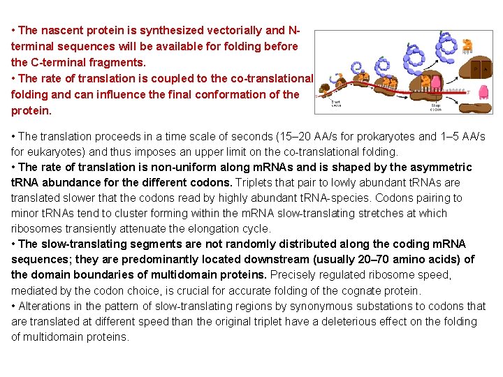 • The nascent protein is synthesized vectorially and Nterminal sequences will be available