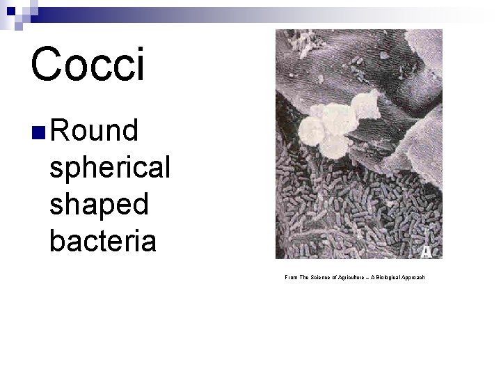 Cocci n Round spherical shaped bacteria From The Science of Agriculture – A Biological Cocci n Round spherical shaped bacteria From The Science of Agriculture – A Biological