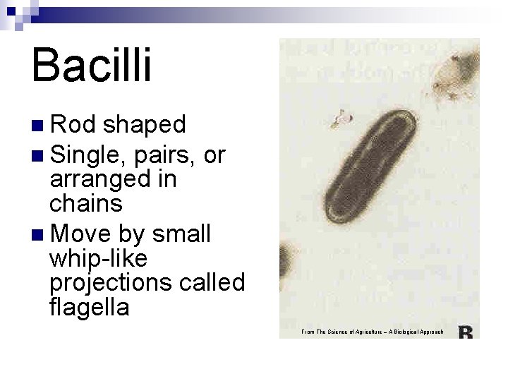 Bacilli n Rod shaped n Single, pairs, or arranged in chains n Move by Bacilli n Rod shaped n Single, pairs, or arranged in chains n Move by