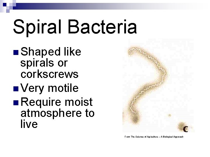 Spiral Bacteria n Shaped like spirals or corkscrews n Very motile n Require moist Spiral Bacteria n Shaped like spirals or corkscrews n Very motile n Require moist