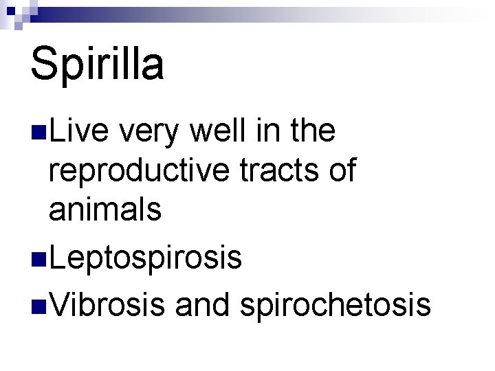 Spirilla n. Live very well in the reproductive tracts of animals n. Leptospirosis n. Spirilla n. Live very well in the reproductive tracts of animals n. Leptospirosis n.