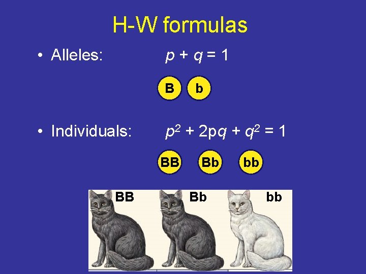 H-W formulas • Alleles: p+q=1 B • Individuals: p 2 + 2 pq +