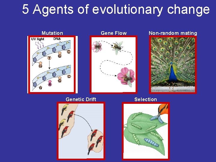 5 Agents of evolutionary change Mutation Gene Flow Genetic Drift Non-random mating Selection 5 Agents of evolutionary change Mutation Gene Flow Genetic Drift Non-random mating Selection
