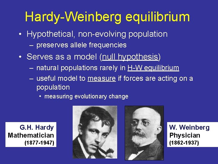 Hardy-Weinberg equilibrium • Hypothetical, non-evolving population – preserves allele frequencies • Serves as a Hardy-Weinberg equilibrium • Hypothetical, non-evolving population – preserves allele frequencies • Serves as a