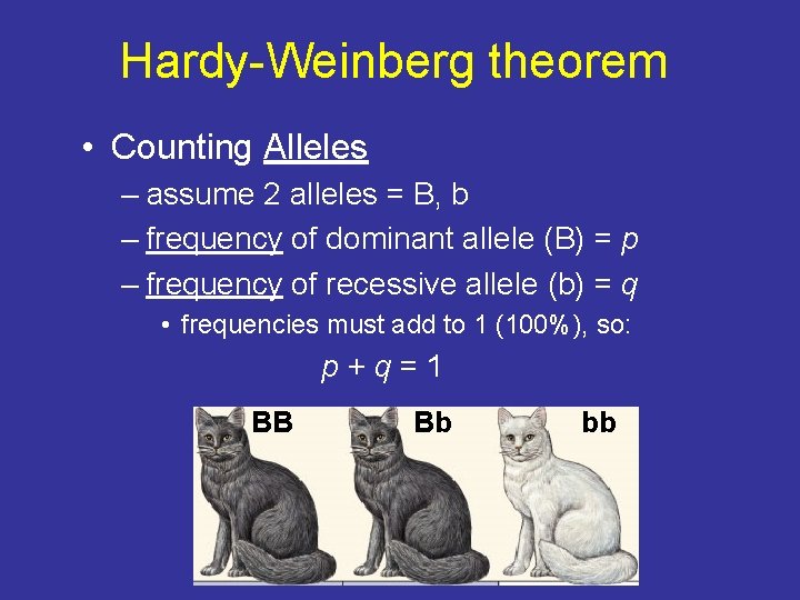 Hardy-Weinberg theorem • Counting Alleles – assume 2 alleles = B, b – frequency Hardy-Weinberg theorem • Counting Alleles – assume 2 alleles = B, b – frequency