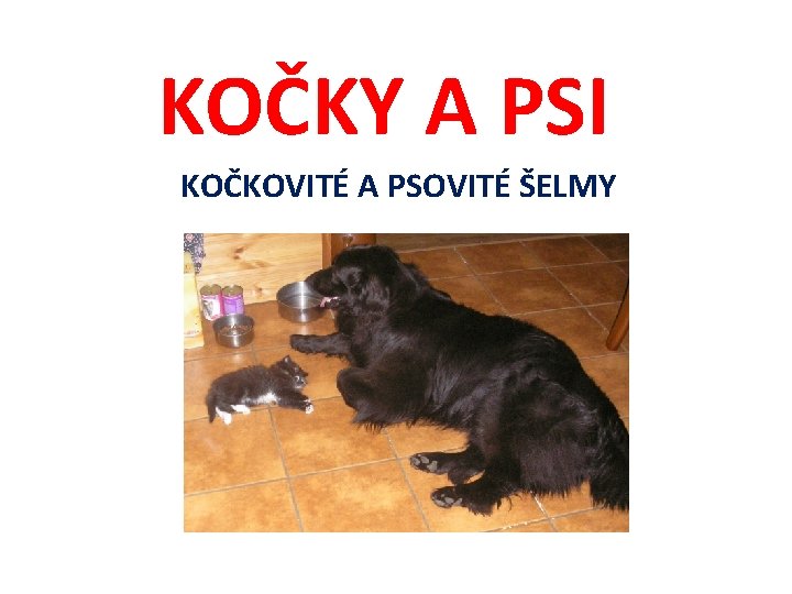 KOČKY A PSI KOČKOVITÉ A PSOVITÉ ŠELMY 