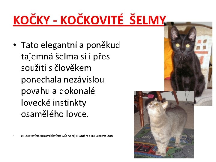 KOČKY - KOČKOVITÉ ŠELMY • Tato elegantní a poněkud tajemná šelma si i přes