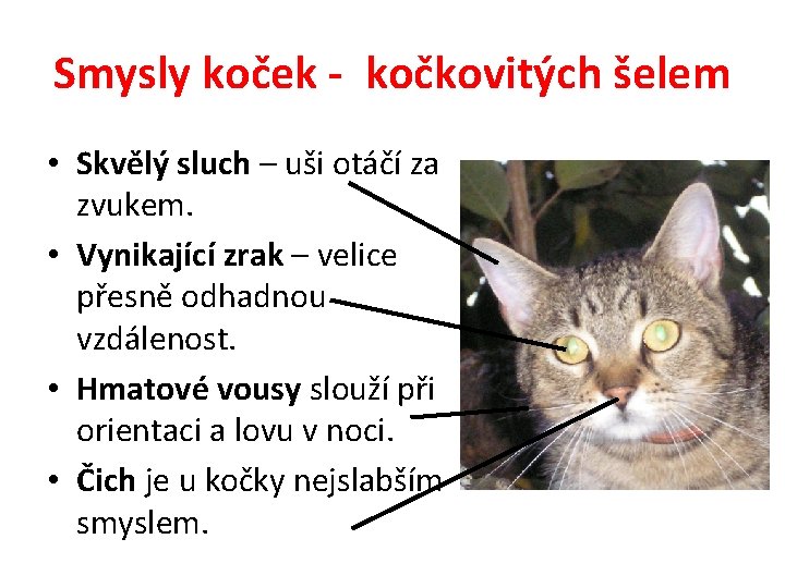 Smysly koček - kočkovitých šelem • Skvělý sluch – uši otáčí za zvukem. •