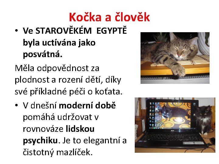 Kočka a člověk • Ve STAROVĚKÉM EGYPTĚ byla uctívána jako posvátná. Měla odpovědnost za