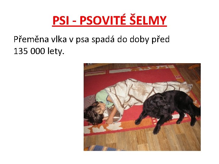 PSI - PSOVITÉ ŠELMY Přeměna vlka v psa spadá do doby před 135 000