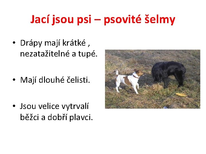 Jací jsou psi – psovité šelmy • Drápy mají krátké , nezatažitelné a tupé.