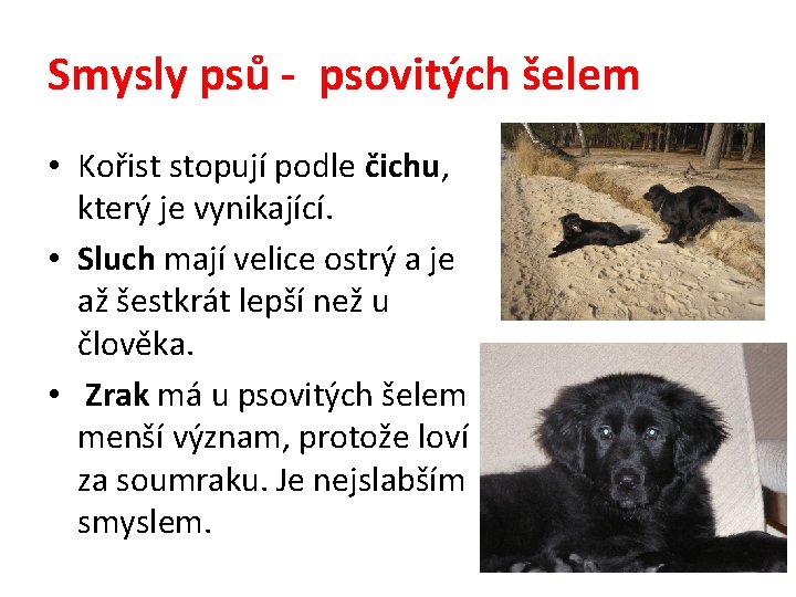 Smysly psů - psovitých šelem • Kořist stopují podle čichu, který je vynikající. •