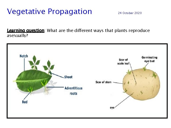 Vegetative Propagation 24 October 2020 Learning question: What are the different ways that plants
