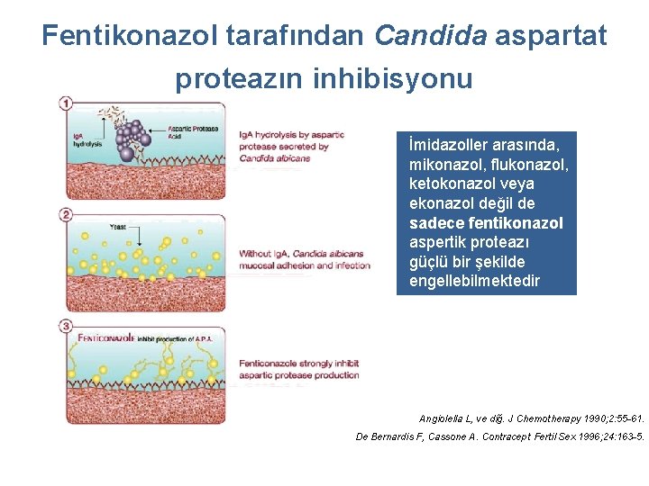 Fentikonazol tarafından Candida aspartat proteazın inhibisyonu İmidazoller arasında, mikonazol, flukonazol, ketokonazol veya ekonazol değil