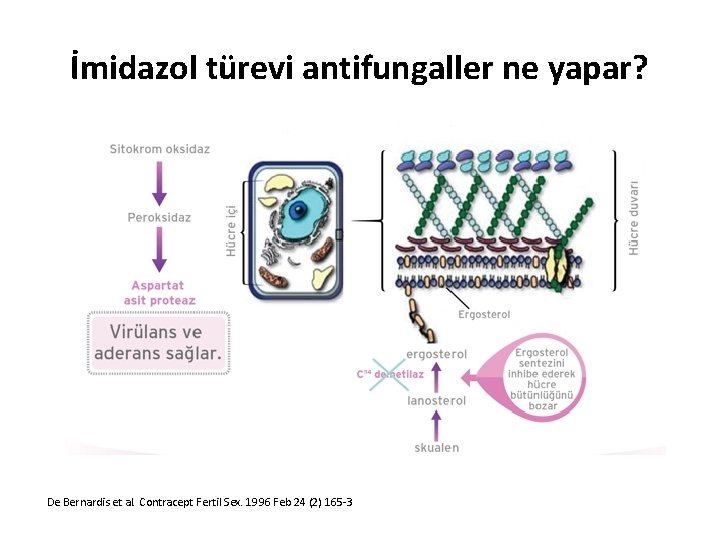 İmidazol türevi antifungaller ne yapar? De Bernardis et al. Contracept Fertil Sex. 1996 Feb