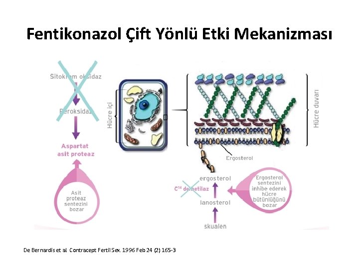 Fentikonazol Çift Yönlü Etki Mekanizması De Bernardis et al. Contracept Fertil Sex. 1996 Feb