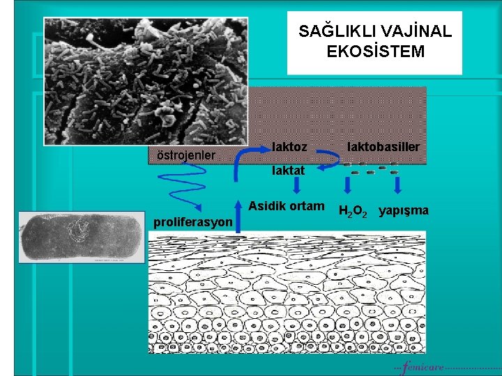 SAĞLIKLI VAJİNAL EKOSİSTEM östrojenler laktoz laktobasiller laktat Asidik ortam proliferasyon H 2 O 2
