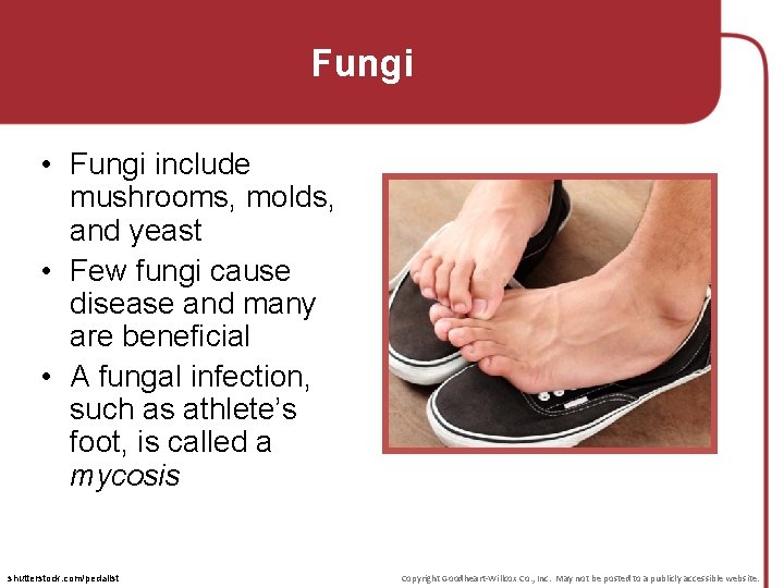 Fungi • Fungi include mushrooms, molds, and yeast • Few fungi cause disease and